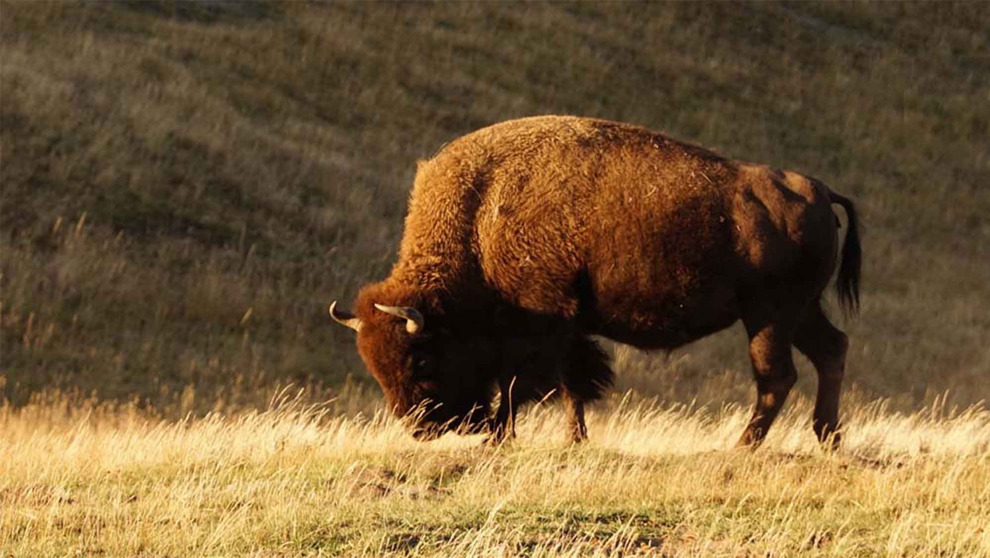 USA, Montana, Yellowstone, bizon 
